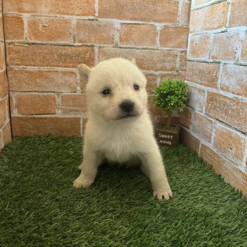 北海道犬【岩手県・女の子・2024年3月31日・白】の写真「ワクチン接種済」