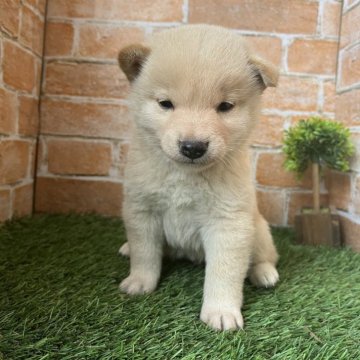 柴犬(標準サイズ)【岩手県・女の子・2024年4月1日・白】の写真「ワクチン接種済」