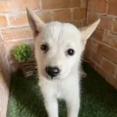 北海道犬【岩手県・男の子・2024年6月30日・白】の写真1