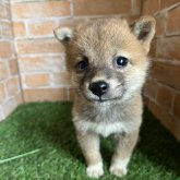 柴犬(豆柴)
