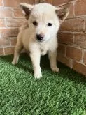 柴犬(標準サイズ)【岩手県・男の子・2024年7月14日・白】の写真2