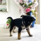 ミックス(チワワ×柴犬)【埼玉県・女の子・2025年5月10日・黒】の写真8