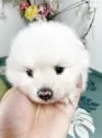 ポメラニアン【埼玉県・男の子・2025年9月3日・ホワイト】の写真12