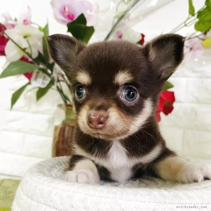 T.K 様のお迎えした子犬