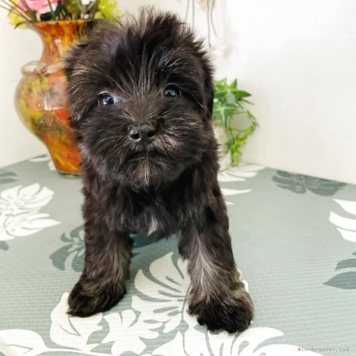 ID：2509-07707の子犬