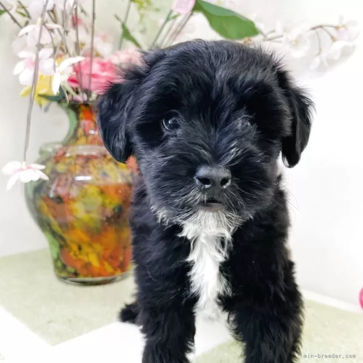 れな 様のお迎えした子犬