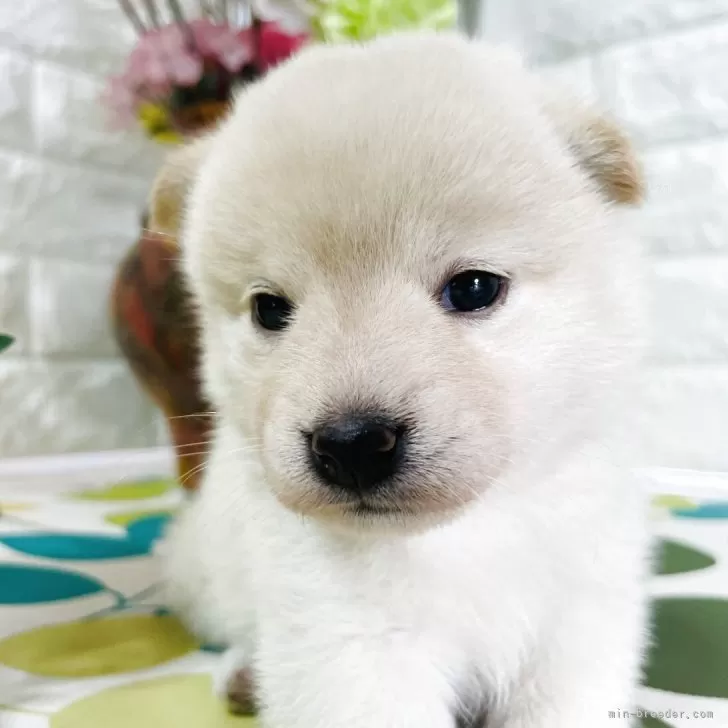 M.Ｉ 様のお迎えした子犬