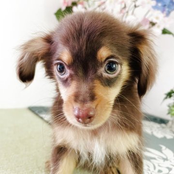 チワックス(チワワ×ダックスフンド)【埼玉県・男の子・2025年7月28日・チョコレートタン】の写真「イケメン、　　人気カラ-」