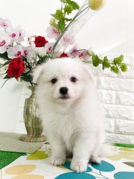 ポメラニアン【埼玉県・男の子・2025年9月8日・ホワイト】の写真「込み込み価格」