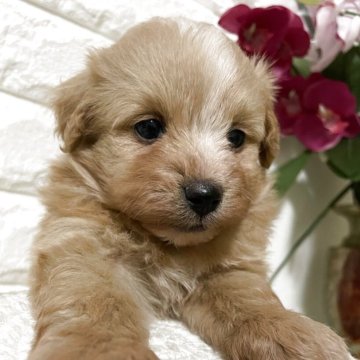 チワプー(チワワ×トイプードル)【埼玉県・男の子・2025年9月28日・アプリコット】の写真「込み込み価格
人気ミックス」