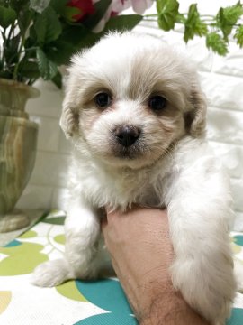 ミックス(マルチーズ×ペキニーズ)【埼玉県・女の子・2025年9月25日・ホワイト/クリーム】の写真「無駄吠えない、穏やかな性格」
