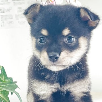 ミックス(チワワ×柴犬)【埼玉県・女の子・2025年5月10日・黒】の写真「活発な可愛い人気豆柴、チワワミックス犬」