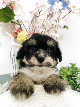チワマル(マルチーズ×チワワ)【埼玉県・男の子・2025年8月1日・パーティ】の写真「人気パーティカラー」