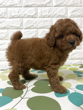 トイプードル(トイ)【埼玉県・女の子・2025年9月15日・レッド】の写真「込み込み価格
毛量たっぷり」