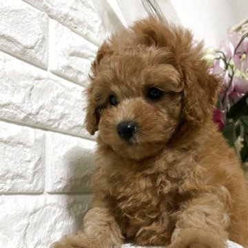 トイプードル(トイ)【埼玉県・女の子・2025年9月28日・アプリコット】の写真「無駄吠えなく穏やかな性格」