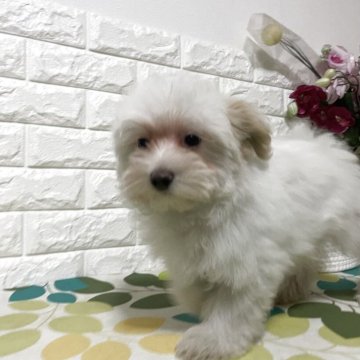 チワマル(チワワ×マルチーズ)【埼玉県・男の子・2025年9月10日・ホワイト/クリーム】の写真「無駄吠えなし、大人しい性格」