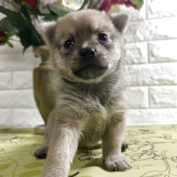 柴犬(豆柴)【埼玉県・男の子・2025年6月26日・赤】の写真「可愛い」
