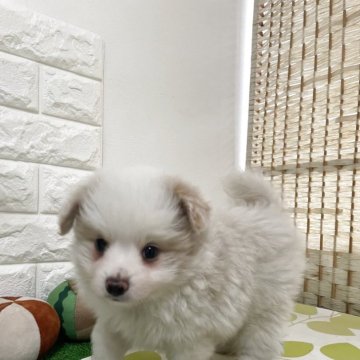 ポメプー(トイプードル×ポメラニアン)【埼玉県・男の子・2025年8月30日・ホワイト/クリーム】の写真「毛量たっぷり」