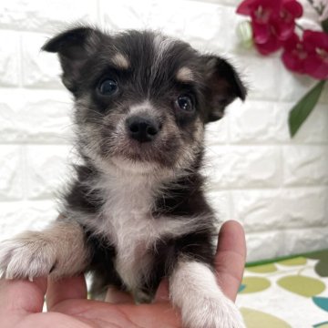 チワマル(マルチーズ×チワワ)【埼玉県・男の子・2025年9月26日・パーティカラ】の写真「人気カラ
込み込み価格」