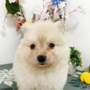 ポメラニアン【埼玉県・男の子・2025年8月6日・クリーム】の写真「無駄吠えなし、甘え坊」