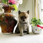 ポメ柴(ポメラニアン×柴犬)【埼玉県・女の子・2025年5月5日・赤】の写真1「体重は720グラムです。勇気のある人気ポメ豆柴ちゃん、両親遺伝子検査クリア」