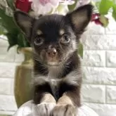 チワワ(ロング)