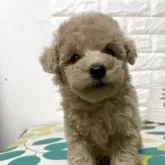 トイプードル(トイ)