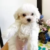 ビションフリーゼ