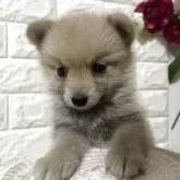 ポメ柴(柴犬×ポメラニアン)【埼玉県・女の子・2025年9月28日・赤】の写真1「体重750グラム」