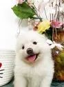 ポメラニアン【埼玉県・男の子・2025年9月3日・ホワイト】の写真3