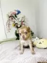 チワワ(ロング)【埼玉県・男の子・2025年5月8日・イザベラ】の写真6