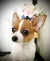 チワワ(スムース)【埼玉県・男の子・2025年5月1日・クリーム/ホワイト】の写真6