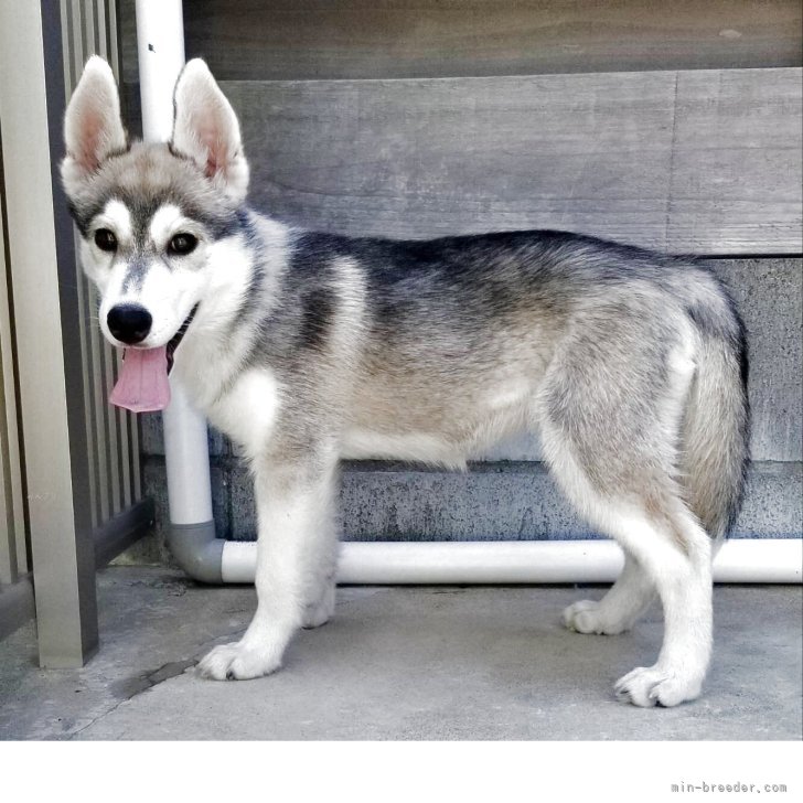 ブリーダー画像