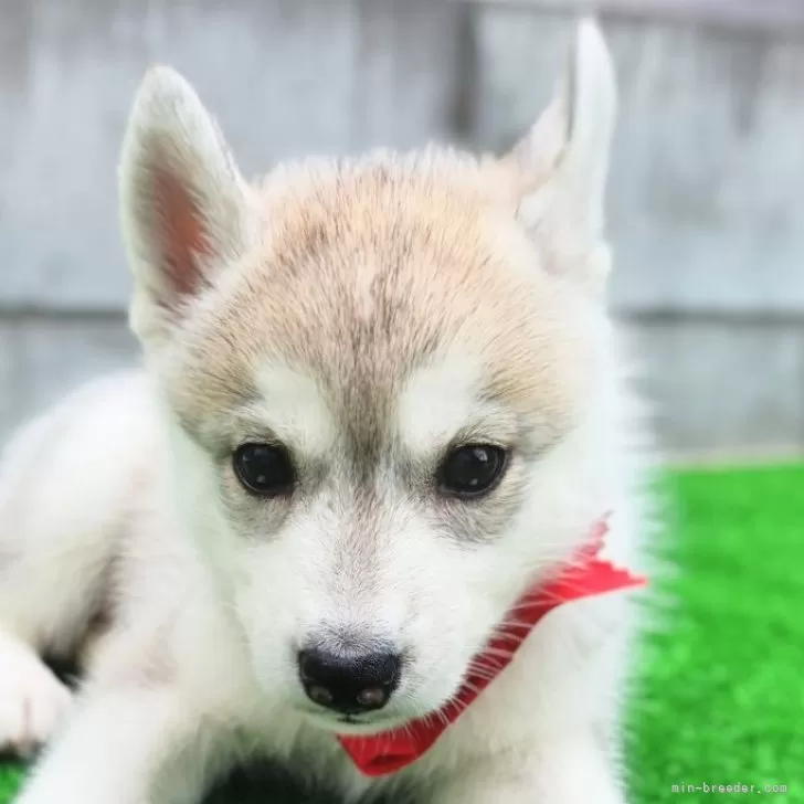 ID：2508-00297の子犬