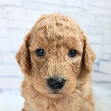 スタンダードプードル【千葉県・男の子・2025年9月19日・レッド】の写真「イケメンくん☆11/16迄の期間限定掲載☆」
