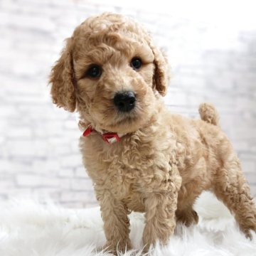 スタンダードプードル【千葉県・女の子・2025年9月19日・アプリコット】の写真「美人さん♡11/18迄の期間限定掲載！」