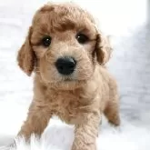 スタンダードプードル