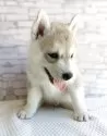 シベリアンハスキー【千葉県・男の子・2025年6月28日・シルバー&ホワイト】の写真4「実物はもーっと可愛くてたまりませんよ♪」
