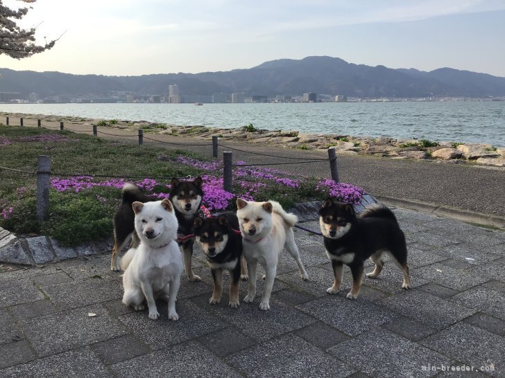 八木敏伸ブリーダー