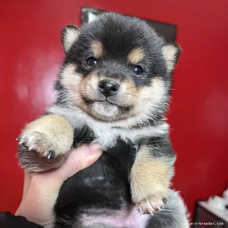 ID：2501-03182の子犬