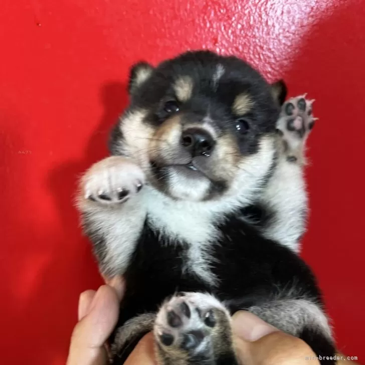 豆柴【京都府・男の子・2025年9月11日・黒】の写真1「11月22時点で1500gですので良い極小豆柴になります。」