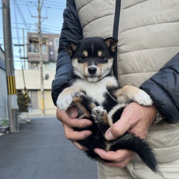 柴犬(豆柴)【京都府・男の子・2025年9月11日・黒】の写真「黒毛をベースに派手過ぎる位　白毛が入った元気な子。」