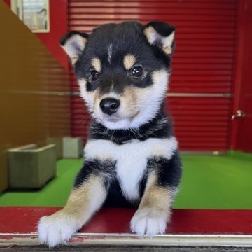 柴犬(豆柴)【京都府・男の子・2025年9月11日・黒】の写真「黒毛をベースに派手過ぎる位　白毛が入った元気な子。」