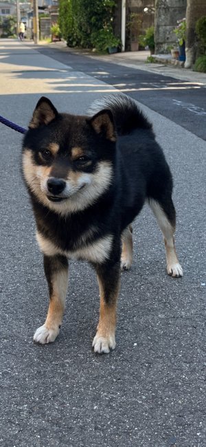 柴犬【・男の子・2021年7月21日・黒】「とにかく優しく性格の良さは、太鼓判」