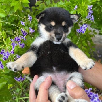 柴犬(豆柴)【京都府・女の子・2023年9月10日・黒】の写真「柄の綺麗な小振りな女の子」
