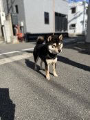 豆柴【・男の子・2022年9月15日・黒】「マズルの太い子です。」