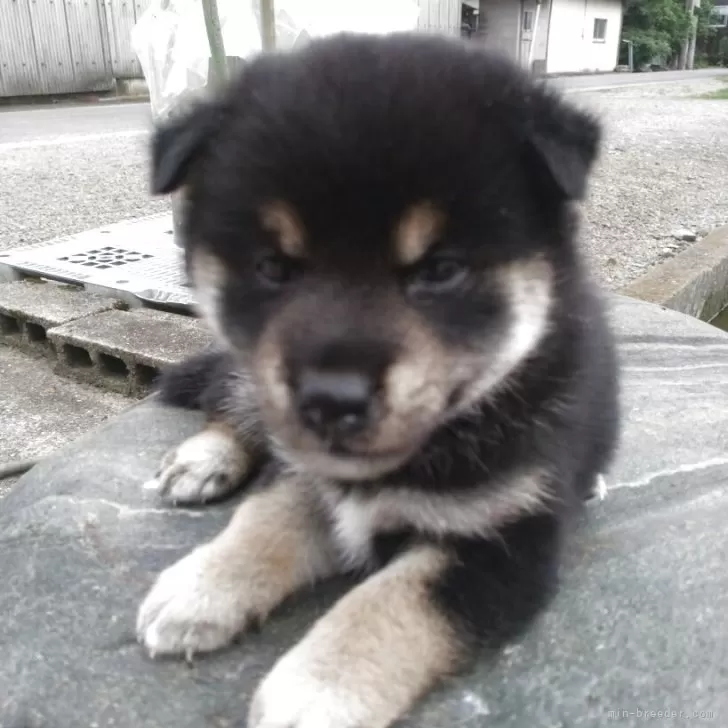 Y.K 様のお迎えした子犬