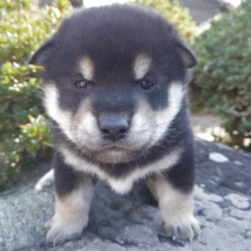 柴犬(標準サイズ)【愛媛県・男の子・2025年11月10日・黒】の写真「色調のよい黒の子犬です。」