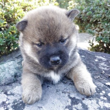 柴犬(標準サイズ)【愛媛県・女の子・2025年11月10日・赤】の写真「狸顔の美人さんです。」