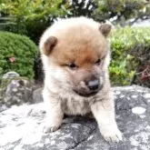 柴犬(標準サイズ)【愛媛県・男の子・2025年4月26日・赤】の写真4「右側です。」